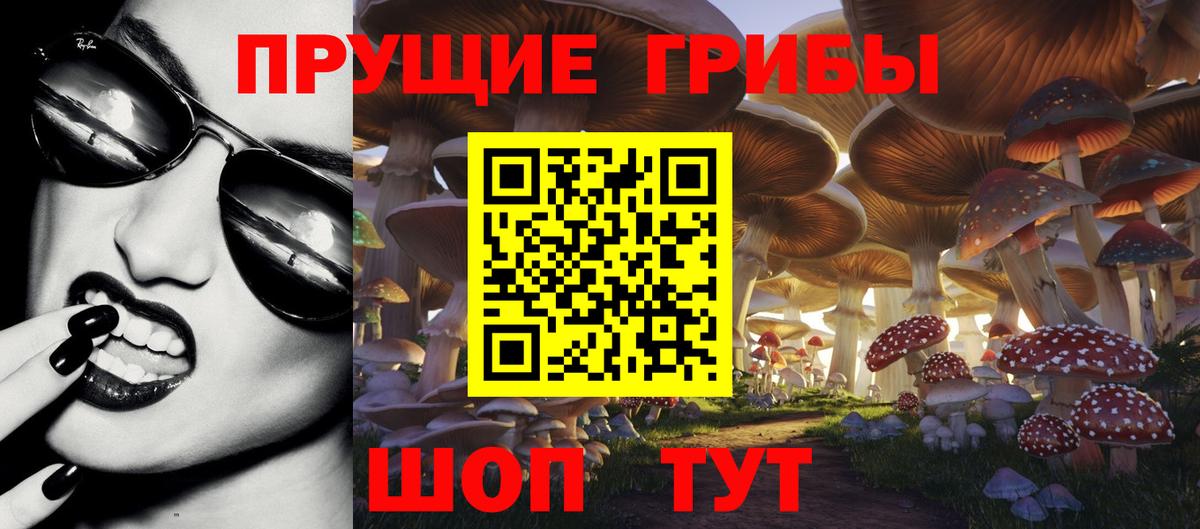 Псилоцибиновые грибы Psilocybe Минусинск